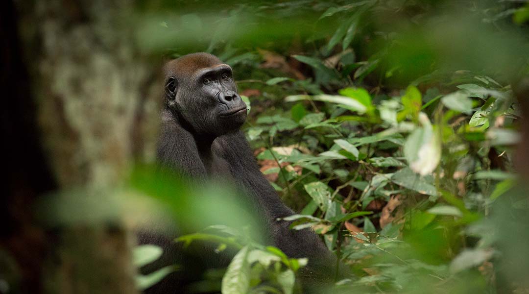 DES EFFORTS POUR PRÉSERVER LA BIODIVERSITÉ
