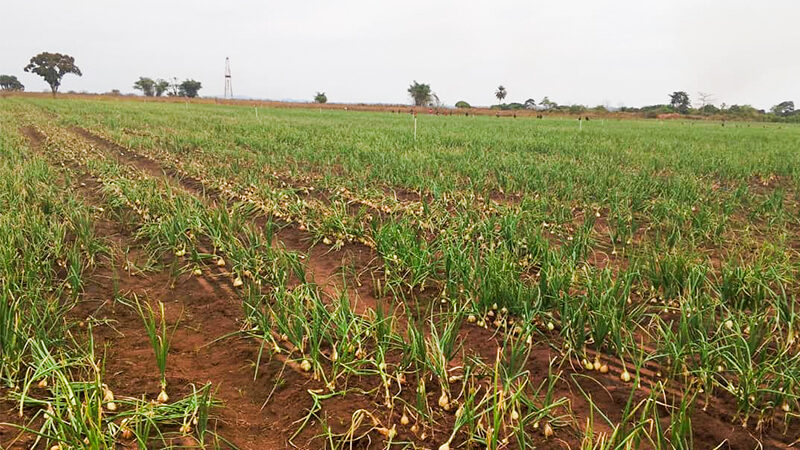 UN PROJET AGRICOLE A TCHAMBA NZASSI PROMET DE DOPER LE MARCHE DE POINTE-NOIRE