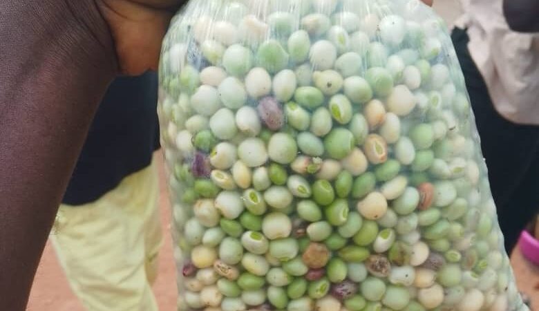 BIENTOT LA FIN DE LA SAISON DES PETITS POIS A BOUANSA