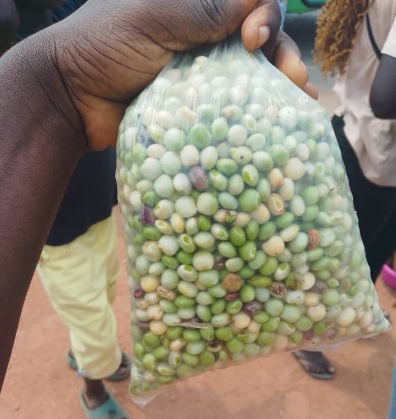 BIENTOT LA FIN DE LA SAISON DES PETITS POIS A BOUANSA