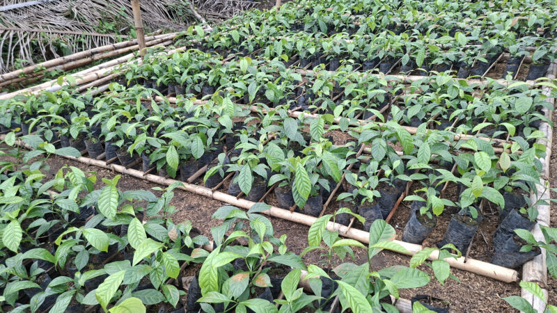 PRES DE 40.000 PLANTS POUR RELANCER LA CULTURE DE CAFE A MAYEYE