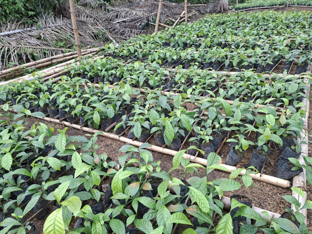 PRES DE 40.000 PLANTS POUR RELANCER LA CULTURE DE CAFE A MAYEYE